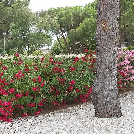 Oda ve Kahvaltı D'hotes Alize Grimaud