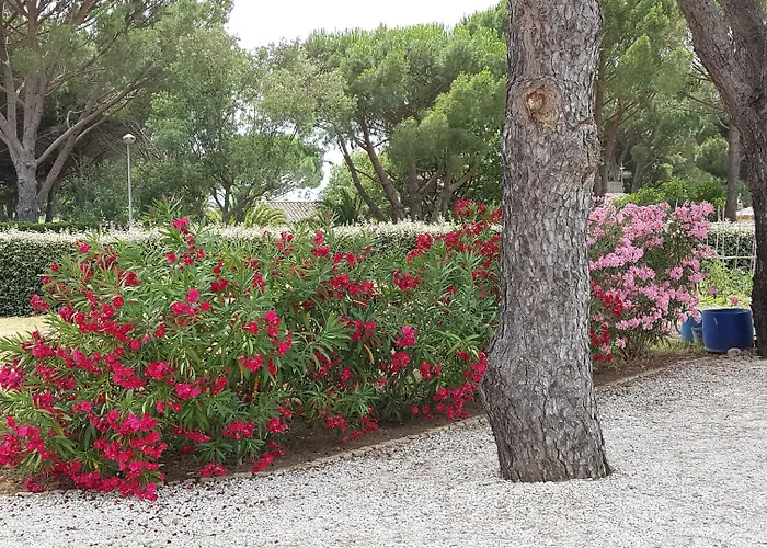 Oda ve Kahvaltı D'hotes Alize Grimaud