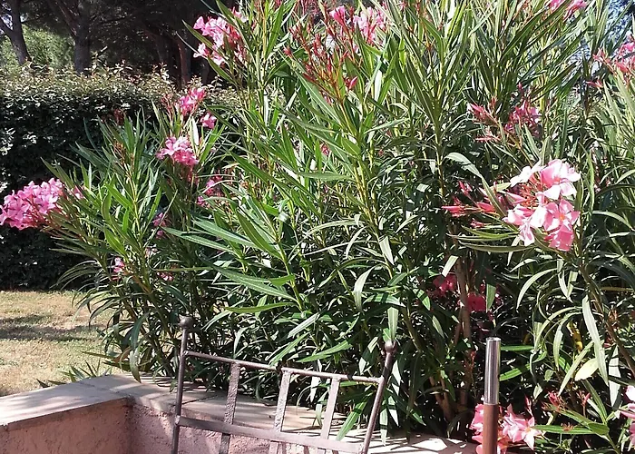 Oda ve Kahvaltı D'hotes Alize Grimaud